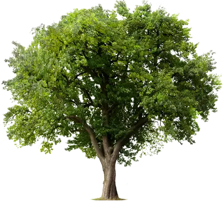 Riso, tree, environment, recycle, Carraway Office Solutions
